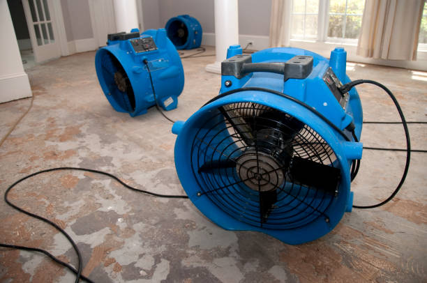 Best Basement water damage restoration  in Ellisville, MS